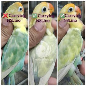 sarfraz test course free